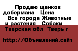 Продаю щенков добермана › Цена ­ 45 000 - Все города Животные и растения » Собаки   . Тверская обл.,Тверь г.